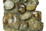 Tall, Composite Ammonite Fossil Display - Madagascar #175806-2